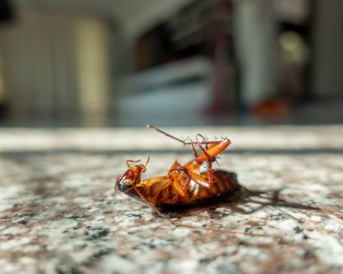 Dead cockroach on floor, pest control concept