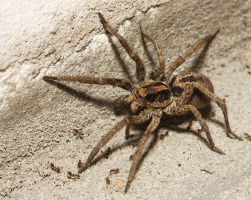 wolf-spider-royalty-free-image-1568319878